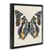 Stupell Industries Speckled Butterfly Sketch Floater Framed Canvas Wall Art Design by Susan Arnot